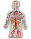 Lymphatic System