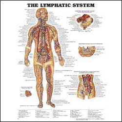 Lymphatic System