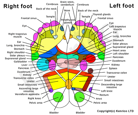 Reflex Chart